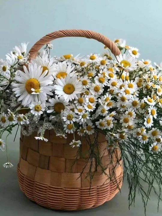 Композиция Меган