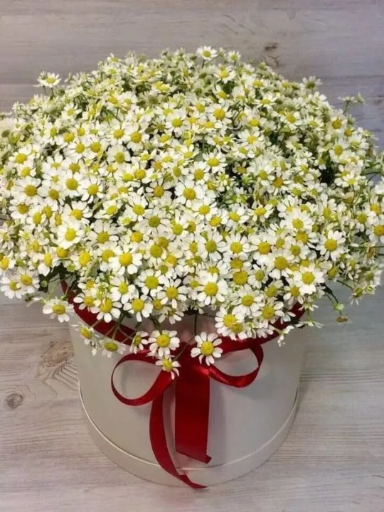 Композиция Ольга