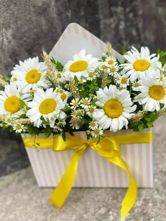 Композиция София