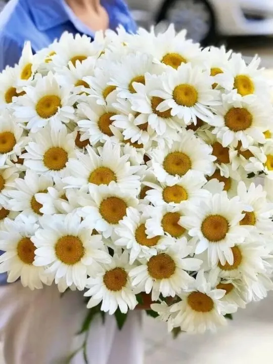 Ромашка королевская