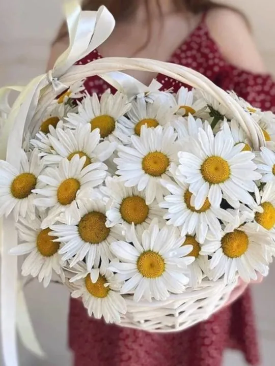 Композиция Анастасия