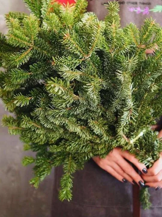 Ветки нобилис