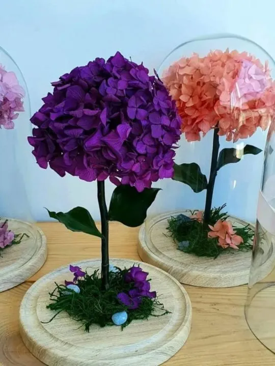 Стабилизированная гортензия