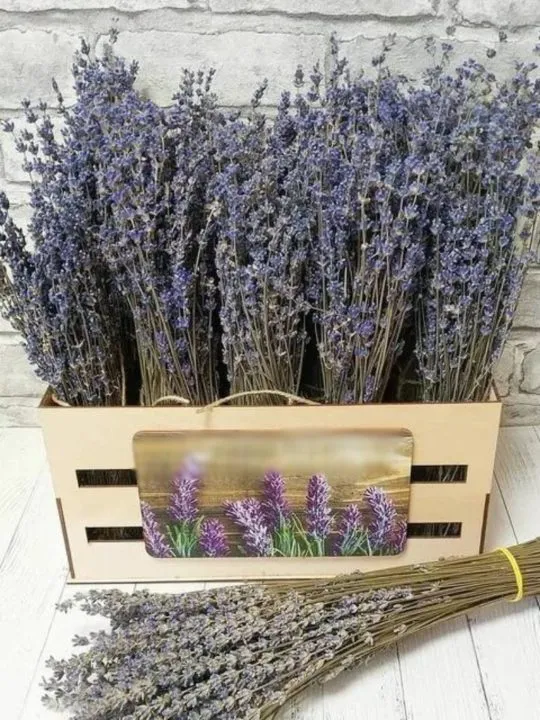 Лаванда в ящике