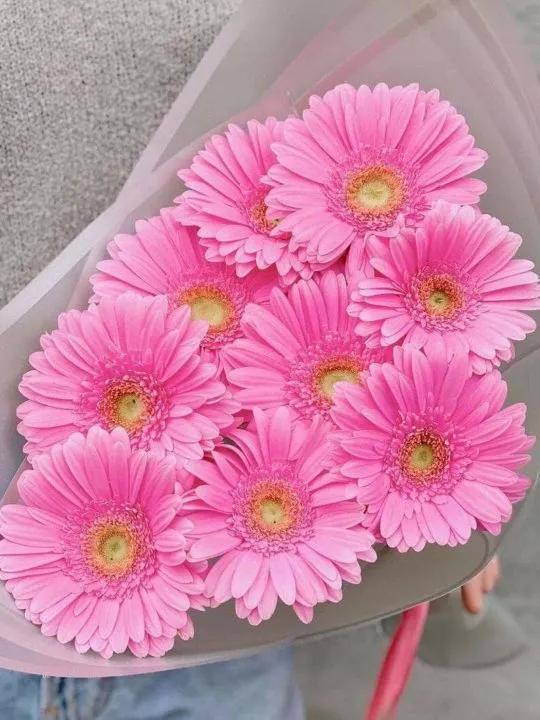 Букет из розовых гербер