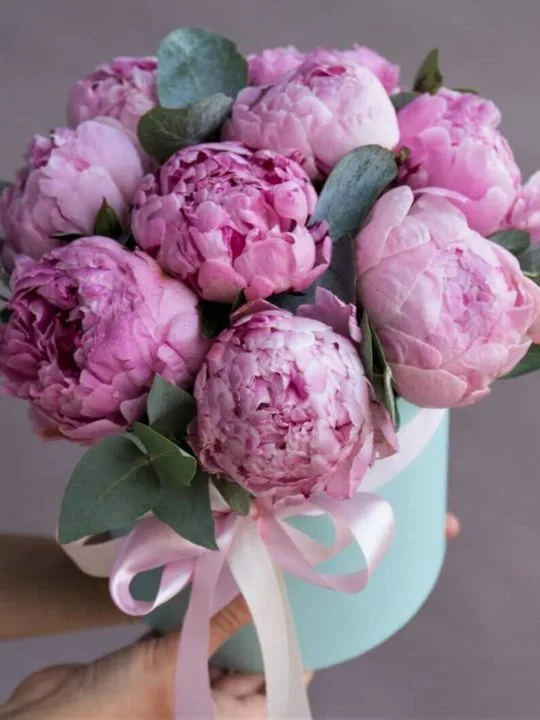 Композиция Вена