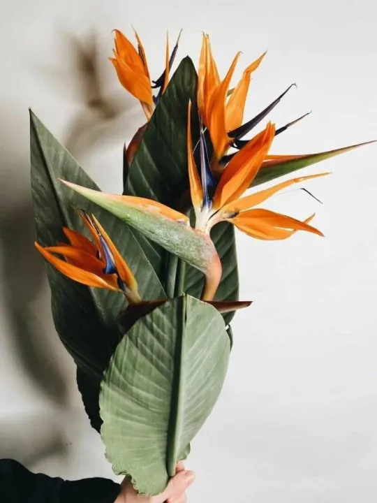 Букет Шеври