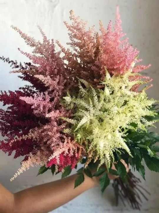 Букет Бейра