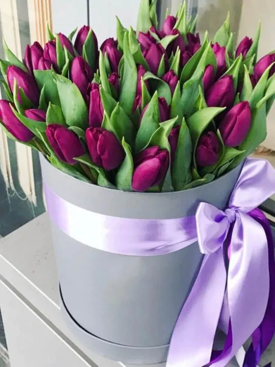 Композиция Модена