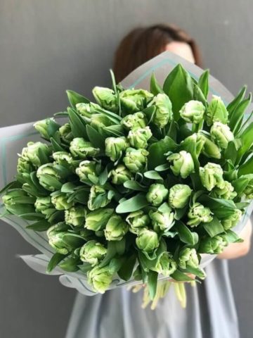 Букет из зеленых тюльпанов