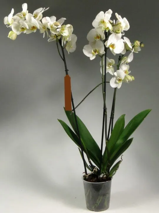 Белая орхидея