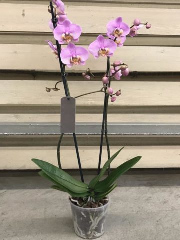 Орхидея Фаленопсис 2-ствольная
