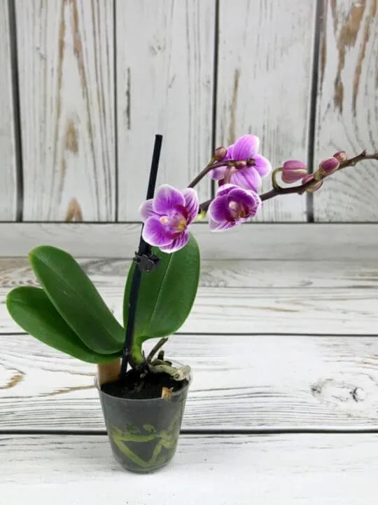 Фиолетовая орхидея