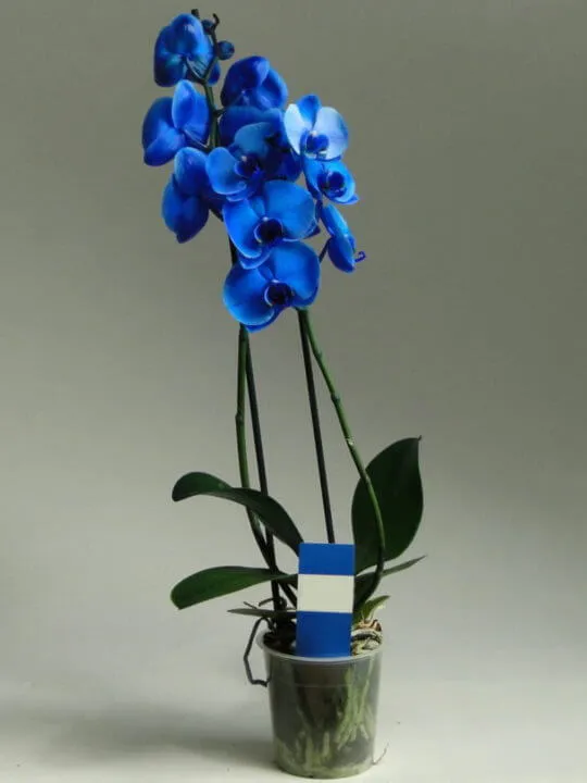 Синяя орхидея
