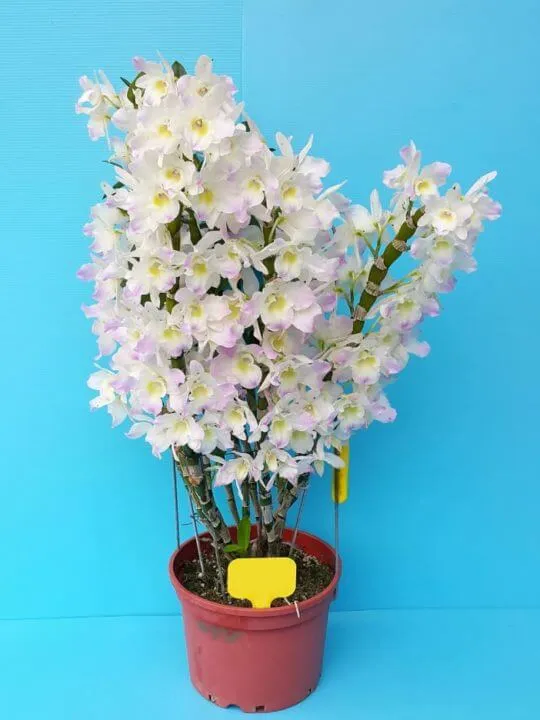 Орхидея Дендробиум