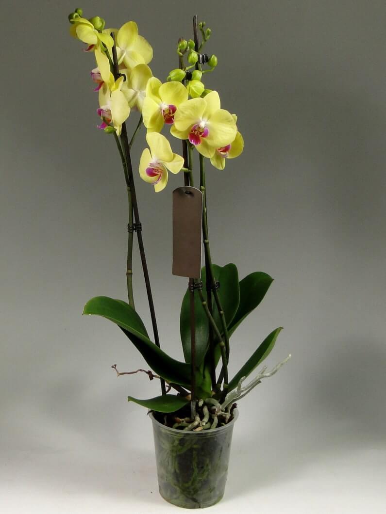 Жёлтая орхидея