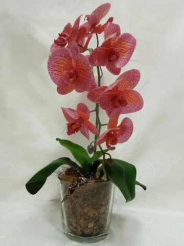 Коралловая орхидея