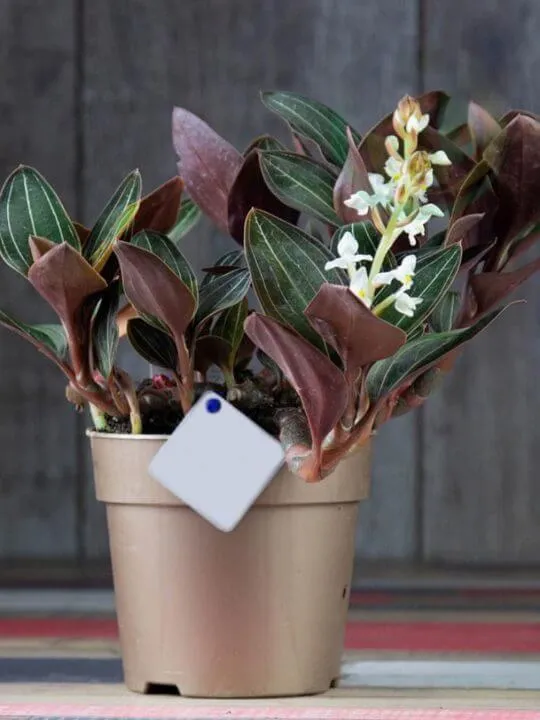 Орхидея Лудизия