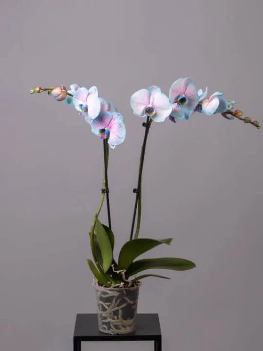 Голубая орхидея