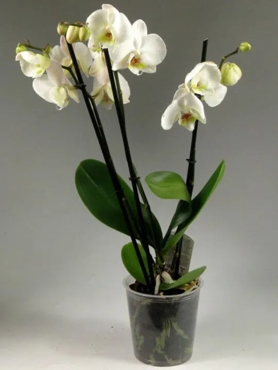 Орхидея Фаленопсис 3-ствольная