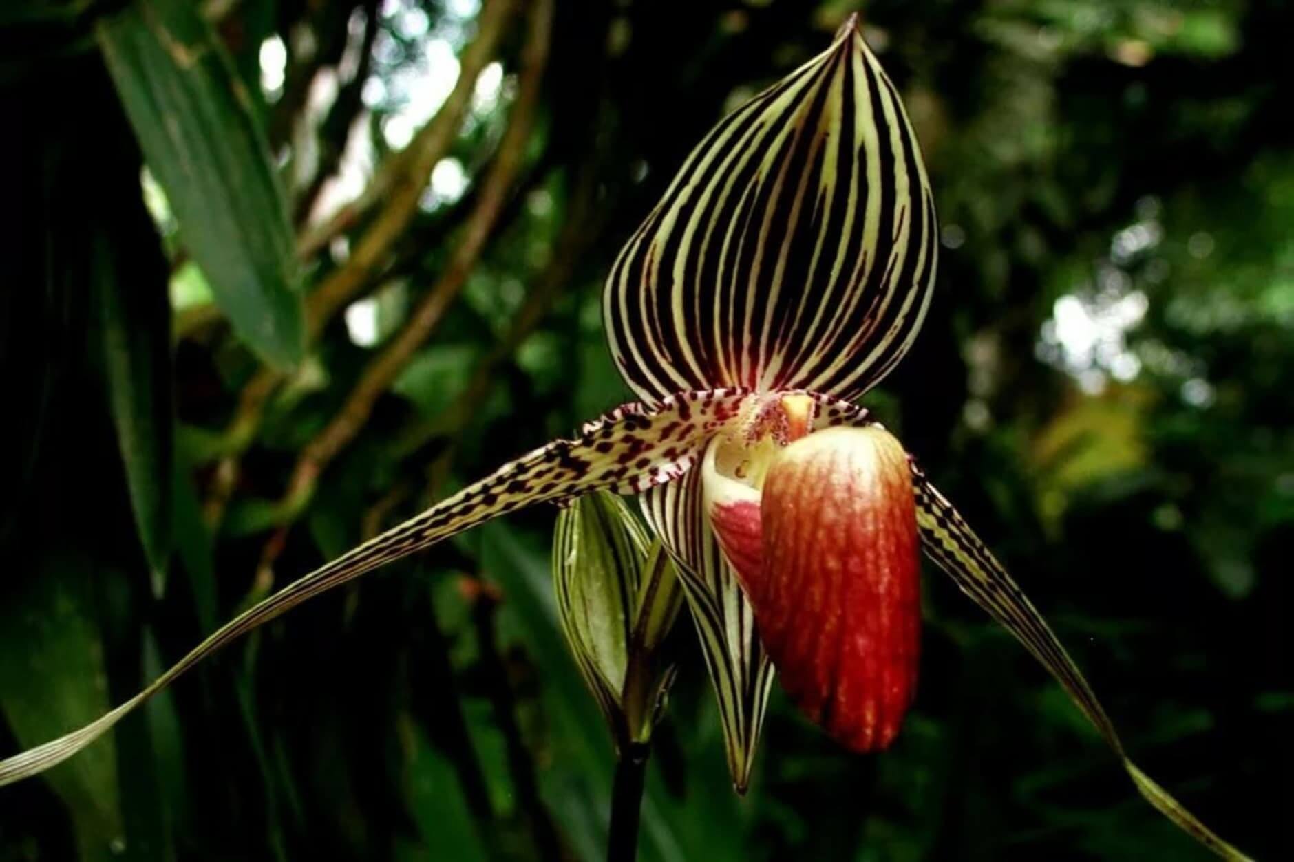 Орхидея Пафиопедилум Ротшильда