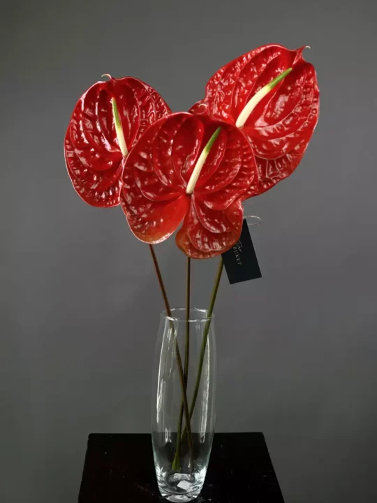 Красные антуриумы в вазе