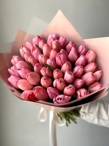 51 pink tulips