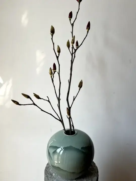 Ветка манголии