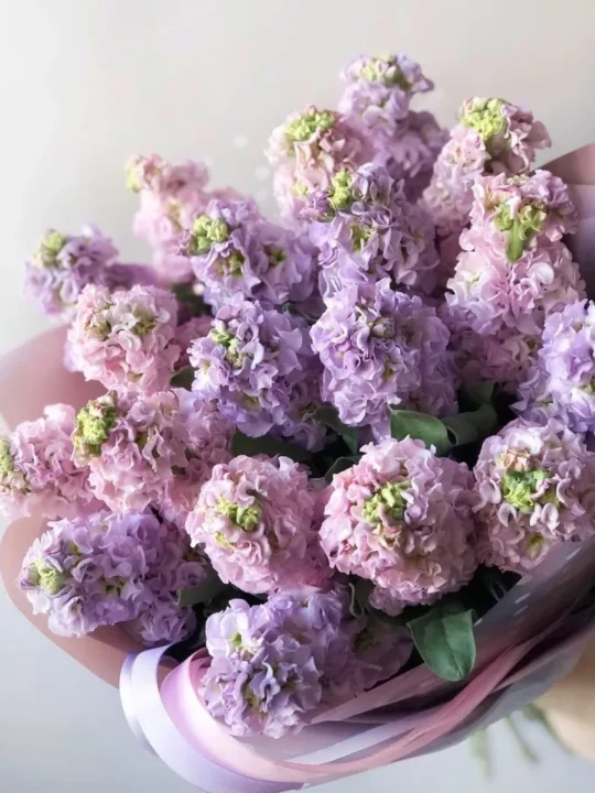 Букет ароматной маттиолы