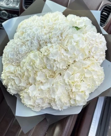 Bouquet of 15 white hydrangeas