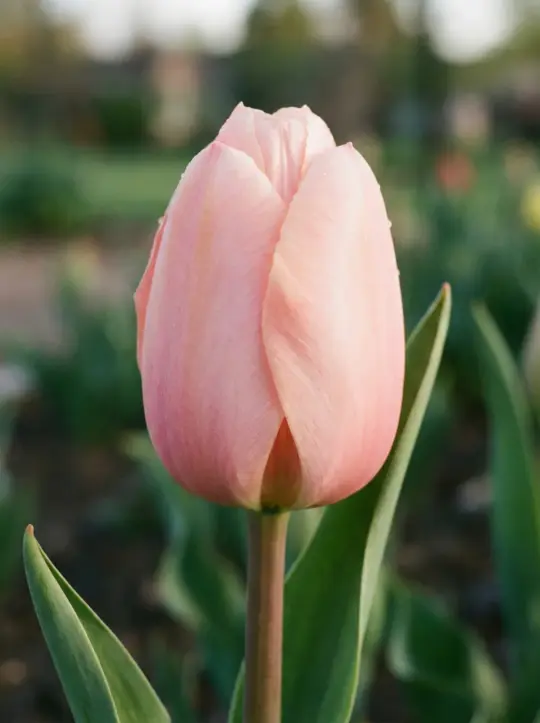 Светло-розовый тюльпан ОПТ