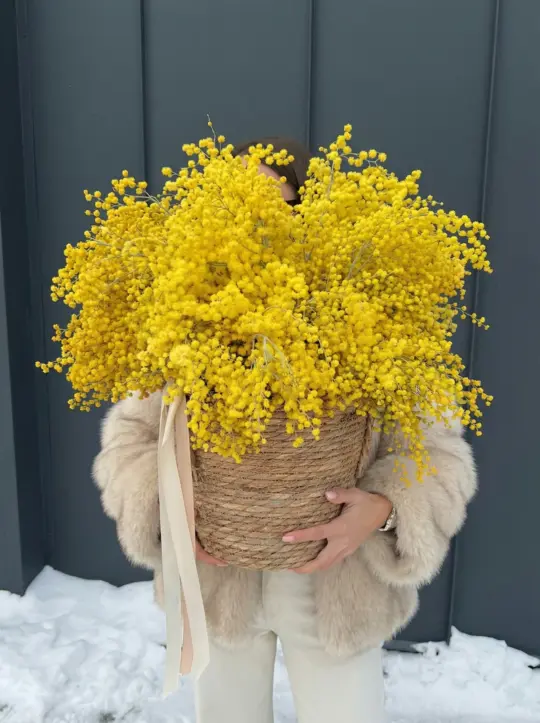 Композиция мимозы в кашпо
